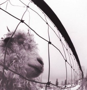 PEARL JAM - VS. LP